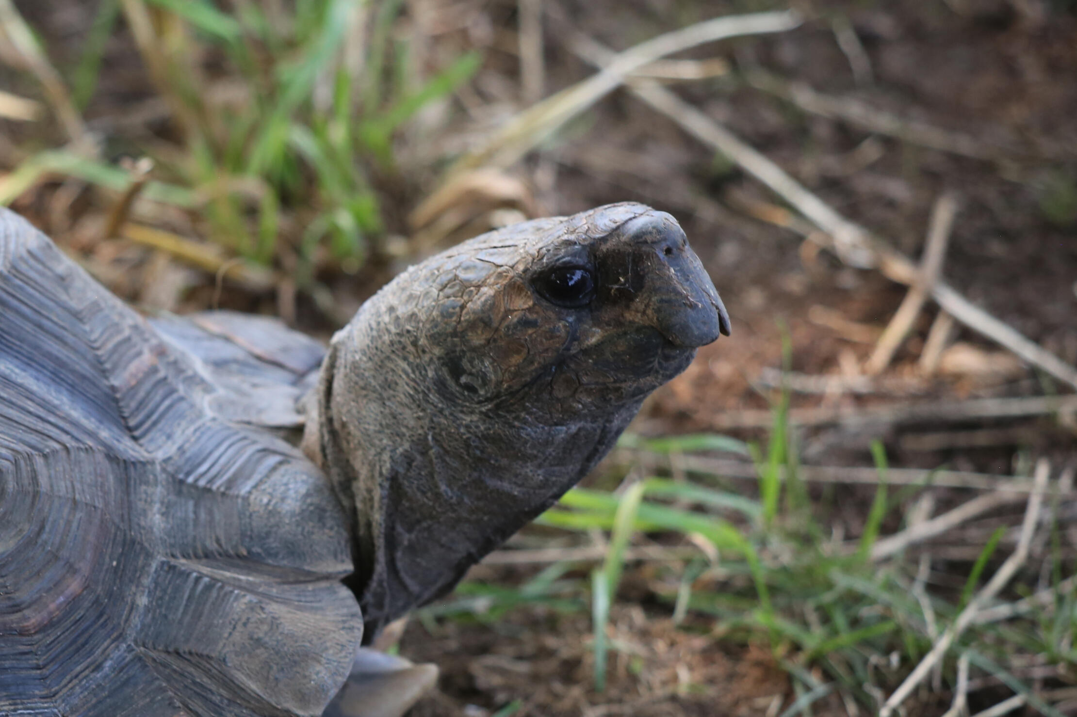 Turtle